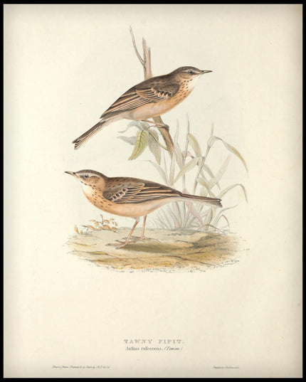 Anthus Rufescens Poster