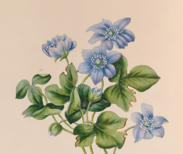 Botanical Art