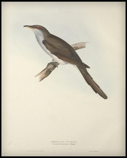 Coccyzus Americanus Poster