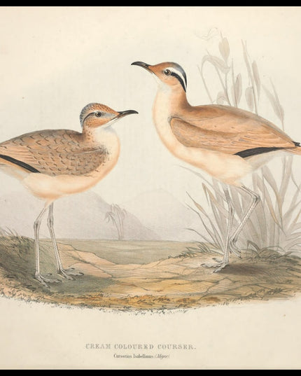 Cursorius Isabellinus Poster