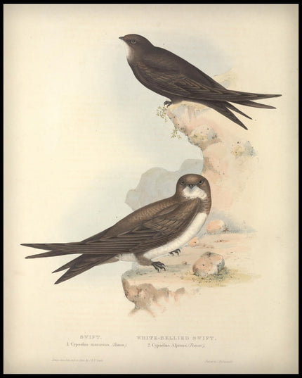 Cypselus Murarius & Alpinus Poster