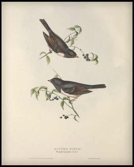 Fringilla Hyemalis Poster