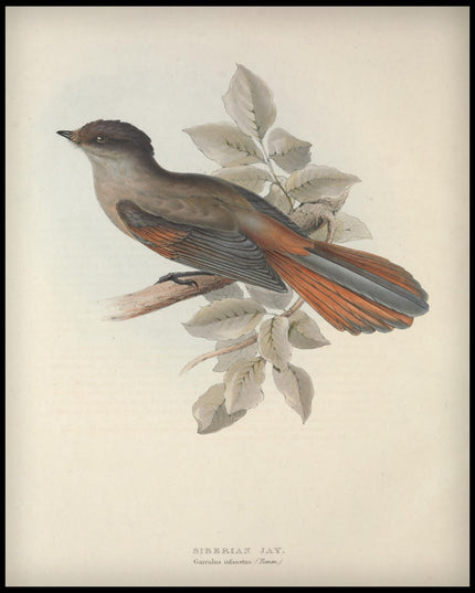 Garrulus Infaustus Poster