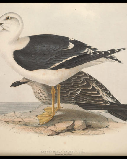 Larus Fuscus Poster