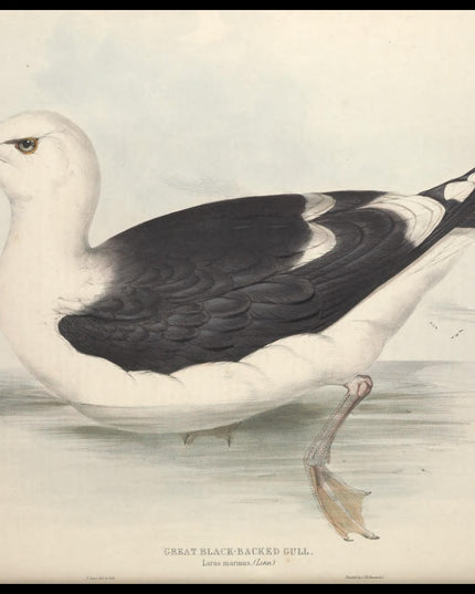 Larus Marinus Poster