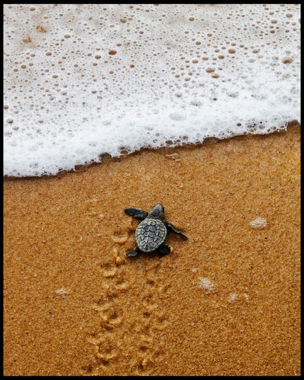 Leinwandbild von einer Baby Schildkröte am Strand, die auf dem Weg zum Wasser ist.