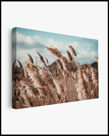 Grain Field Canvas