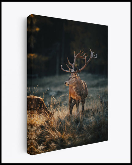 Deer in the Forest Canvas