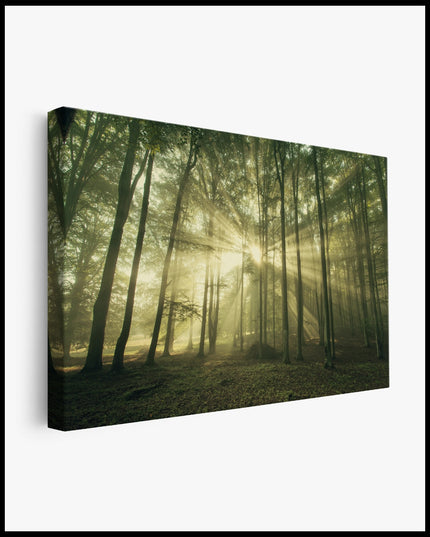 Sunshine in the Forest Canvas