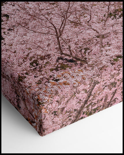 Cherry Blossom Valley Canvas