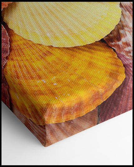 Colorful Seashells Canvas