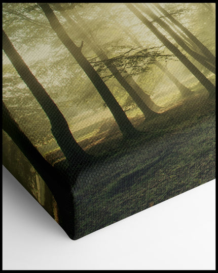 Sunshine in the Forest Canvas