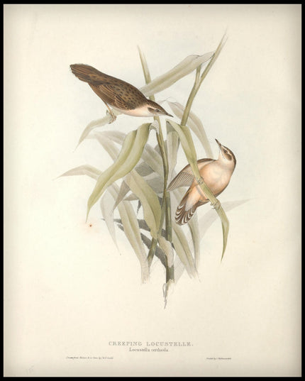 Locustella Certhiola Poster