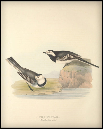 Motacilla Alba Poster