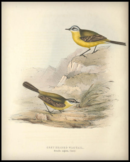 Motacilla Neglecta Poster