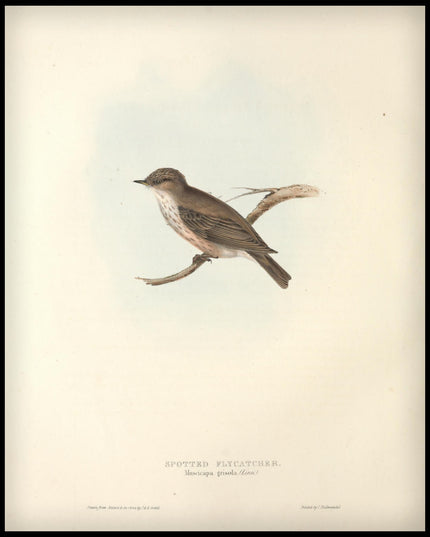 Muscicapa Grisola Poster