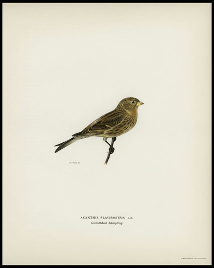 Acanthis Flavirostris Poster