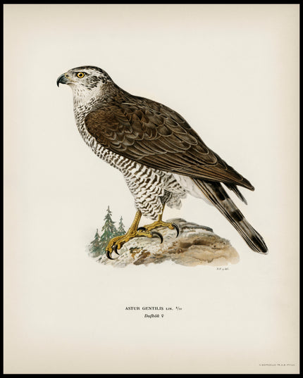 Accipiter Gentilis Poster