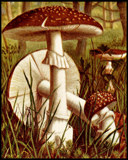 Amanita Pantherina