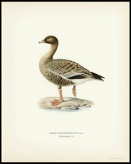 Anser Brachyrhynchus Poster