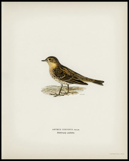 Anthus Cervinus Poster