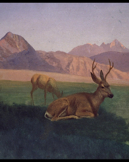 Deer