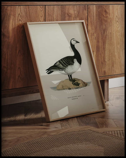 Branta Leucopsis Poster