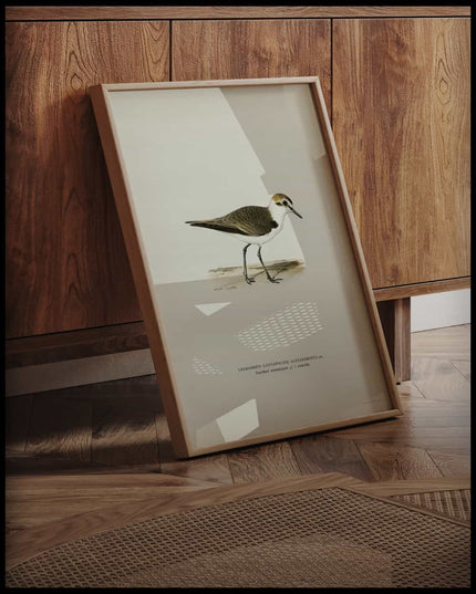 Charadrius Alexandrinus Poster