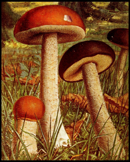 Boletus Scaber