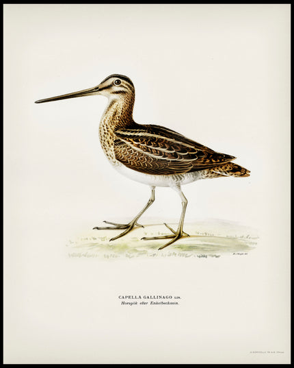 Capella Gallinago Poster