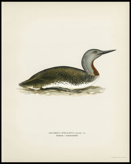 Colymbus Stellatus Poster