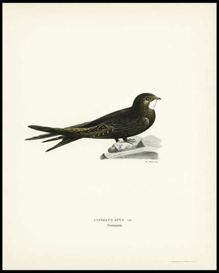 Cypselus Apus Poster