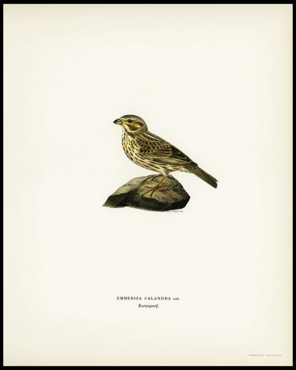 Emberiza Carlandra Poster