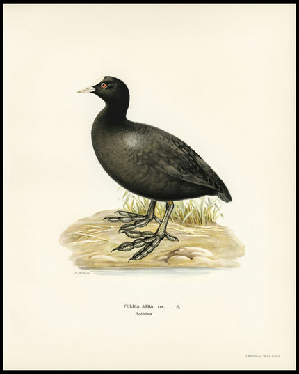 Fulica Atra Poster