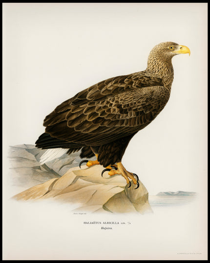 Haliaeetus Albicilla Poster