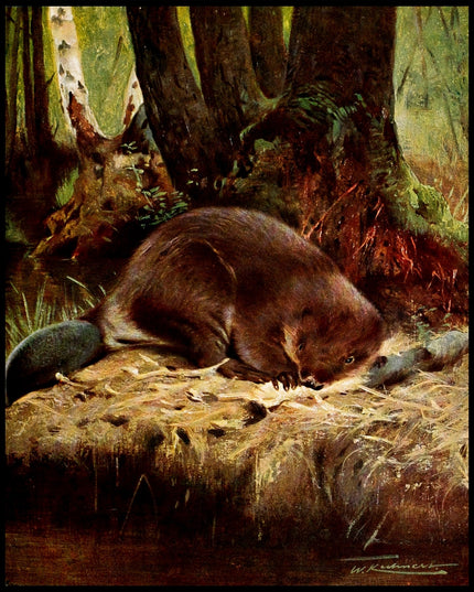 Beaver