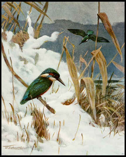 Kingfisher