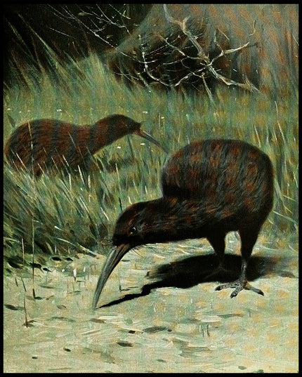 Kiwi