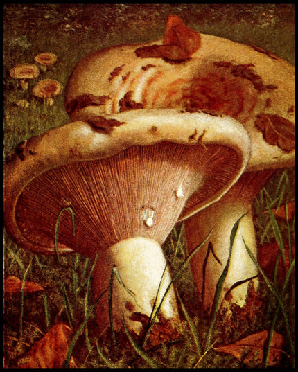 Lactarius Controversus