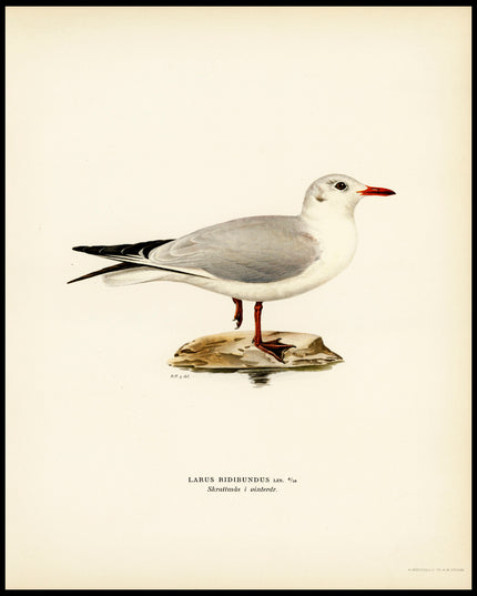 Larus Ridibundus Poster