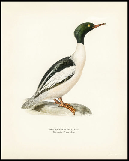 Mergus Merganser Poster