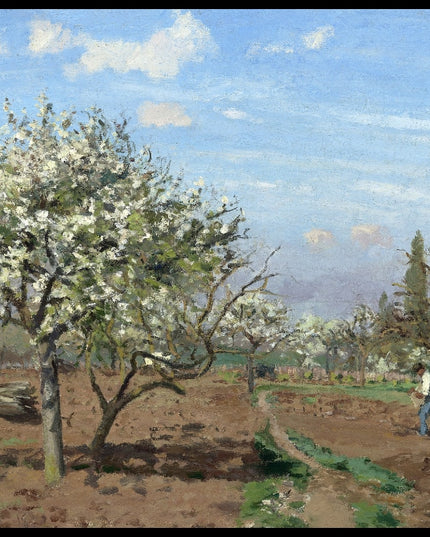 Orchard In Bloom