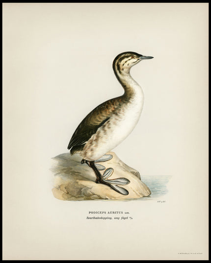 Podiceps Auritus Poster