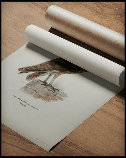 Tyto Alba Guttata Poster