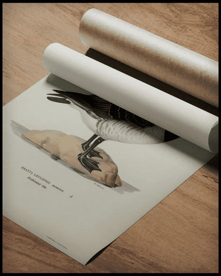 Branta Leucopsis Poster