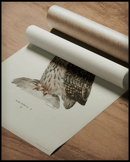 Bubo Bubo Poster