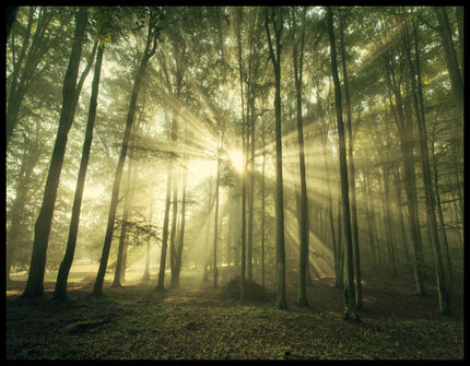 Ein Poster von Sonnenstrahlen die in einem Wald durch schmale Bäume hindurch scheinen.