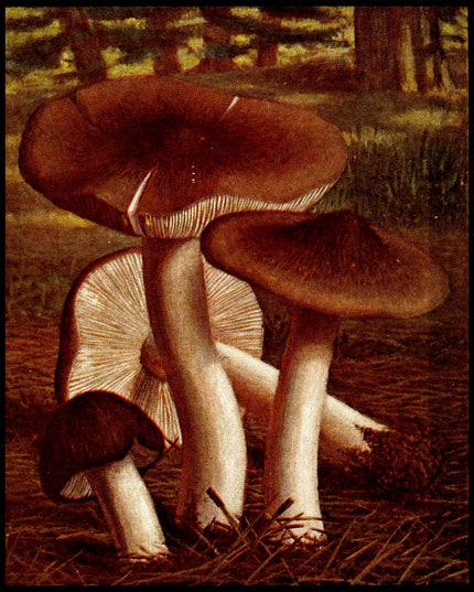 Tricholoma Terreum