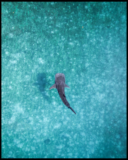 Ein Poster von einem Walhai in hellblauem, durchsichtigem Meerwasser.