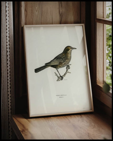 Turdus Merula Poster